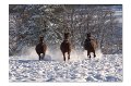 Tiere M 06
